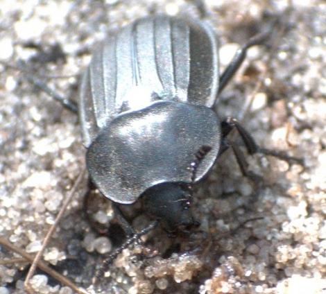 Réf. 334 509 : Silpha tristis